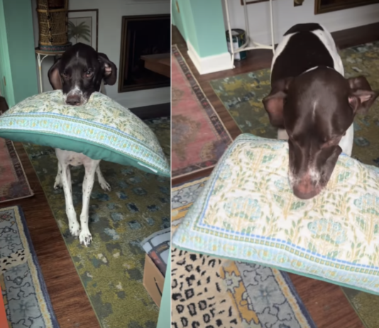 Dog Breaks Into Happy Wiggles While Greeting Owner With Pillow in Mouth – Pure Joy Overload! Dog Breaks Into Happy Wiggles While Greeting Owner With Pillow in Mouth