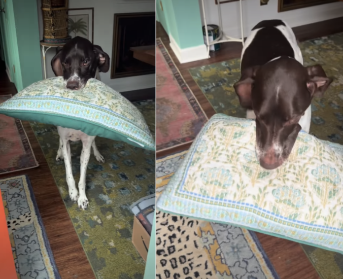 Dog Breaks Into Happy Wiggles While Greeting Owner With Pillow in Mouth Dog Breaks Into Happy Wiggles While Greeting Owner With Pillow in Mouth