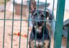 Over 60 Dogs Rescued from Extreme Neglect in Pennsylvania Home
