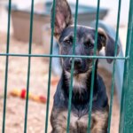 Over 60 Dogs Rescued from Extreme Neglect in Pennsylvania Home