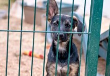 Over 60 Dogs Rescued from Extreme Neglect in Pennsylvania Home