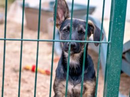 Over 60 Dogs Rescued from Extreme Neglect in Pennsylvania Home