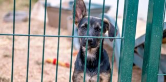 Over 60 Dogs Rescued from Extreme Neglect in Pennsylvania Home