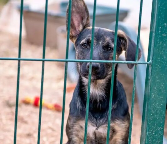 Over 60 Dogs Rescued from Extreme Neglect in Pennsylvania Home