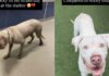 Shelter Dog’s Incredible Transformation Proves That Love and Care Can Change Everything