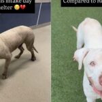 Shelter Dog’s Incredible Transformation Proves That Love and Care Can Change Everything