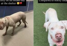 Shelter Dog’s Incredible Transformation Proves That Love and Care Can Change Everything