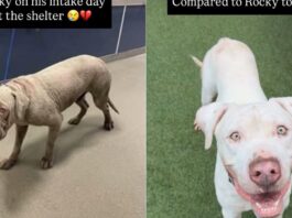 Shelter Dog’s Incredible Transformation Proves That Love and Care Can Change Everything