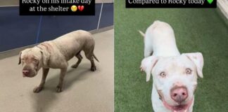 Shelter Dog’s Incredible Transformation Proves That Love and Care Can Change Everything