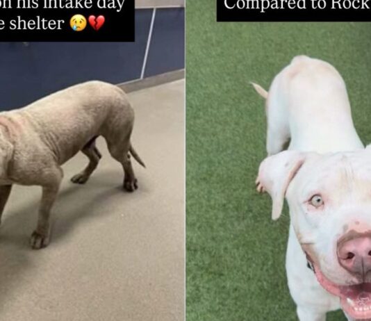 Shelter Dog’s Incredible Transformation Proves That Love and Care Can Change Everything