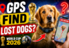 Can GPS Trackers Help Find Lost Dogs During the 2026 World Cup?