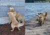 Golden Retriever Suffers Through ‘Annoying’ Little Sister’s Shenanigans