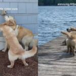 Golden Retriever Suffers Through ‘Annoying’ Little Sister’s Shenanigans