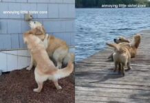 Golden Retriever Suffers Through ‘Annoying’ Little Sister’s Shenanigans