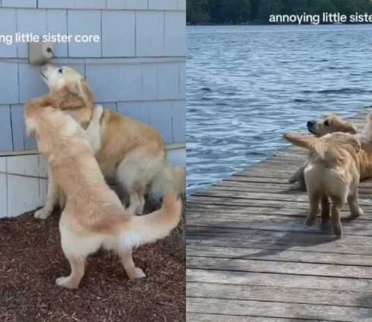Golden Retriever Suffers Through ‘Annoying’ Little Sister’s Shenanigans
