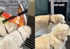 Golden Retriever Duo Is Obsessed With Secret Transparent Elevator — And the Reason Is Too Cute (Viral Video) Golden Retriever Duo Is Obsessed With Secret Transparent Elevator