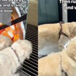 Golden Retriever Duo Is Obsessed With Secret Transparent Elevator — And the Reason Is Too Cute (Viral Video) Golden Retriever Duo Is Obsessed With Secret Transparent Elevator
