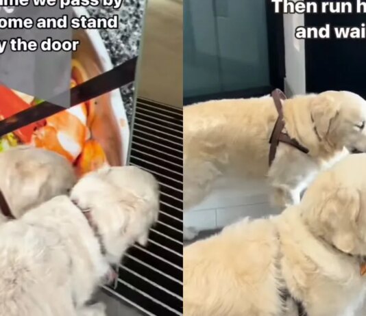 Golden Retriever Duo Is Obsessed With Secret Transparent Elevator — And the Reason Is Too Cute (Viral Video) Golden Retriever Duo Is Obsessed With Secret Transparent Elevator