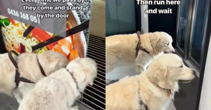 Golden Retriever Duo Is Obsessed With Secret Transparent Elevator