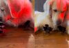 Golden Retriever Says Yes to Seeing His ‘Babies’ — Then Rushes Over to Snuggle the Chicks (Heartwarming Video)