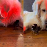 Golden Retriever Says Yes to Seeing His ‘Babies’ — Then Rushes Over to Snuggle the Chicks (Heartwarming Video)