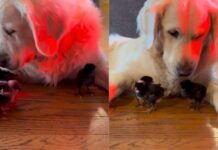 Golden Retriever Says Yes to Seeing His ‘Babies’ — Then Rushes Over to Snuggle the Chicks (Heartwarming Video)