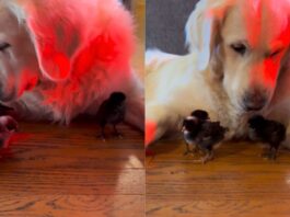 Golden Retriever Says Yes to Seeing His ‘Babies’ — Then Rushes Over to Snuggle the Chicks (Heartwarming Video)