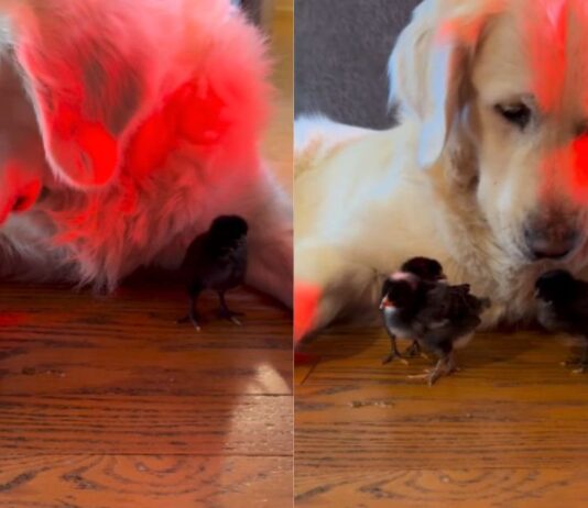 Golden Retriever Says Yes to Seeing His ‘Babies’ — Then Rushes Over to Snuggle the Chicks (Heartwarming Video)