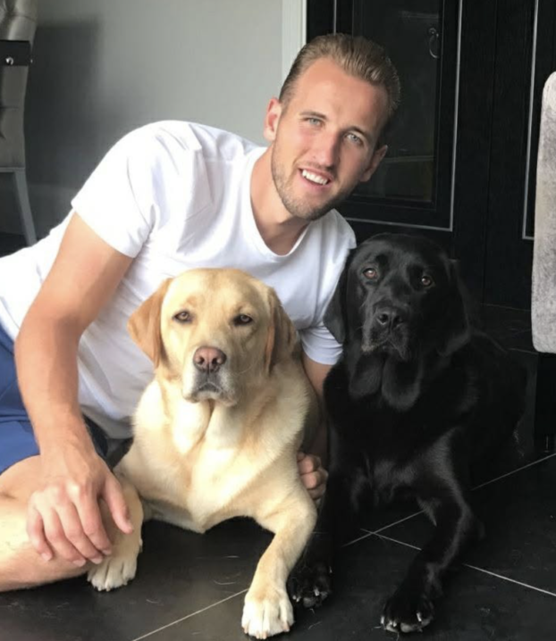 LabradorsHarry Kane and his Labradors dogs, Brady and Wilson
