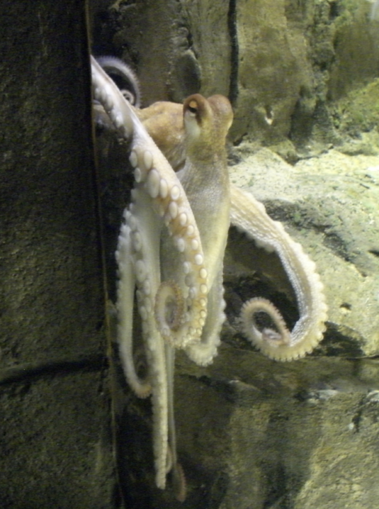 Paul the Octopus