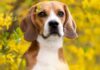 Heartwarming: 325 Ridglan Farms Beagles Rescued and Thriving at Big Dog Ranch Rescue After Wisconsin Lab Shuts Down