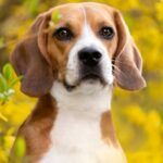 Heartwarming: 325 Ridglan Farms Beagles Rescued and Thriving at Big Dog Ranch Rescue After Wisconsin Lab Shuts Down