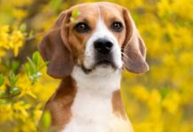 Heartwarming: 325 Ridglan Farms Beagles Rescued and Thriving at Big Dog Ranch Rescue After Wisconsin Lab Shuts Down
