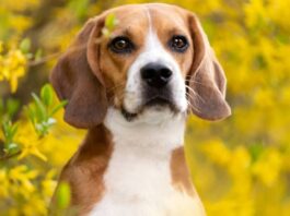 Heartwarming: 325 Ridglan Farms Beagles Rescued and Thriving at Big Dog Ranch Rescue After Wisconsin Lab Shuts Down