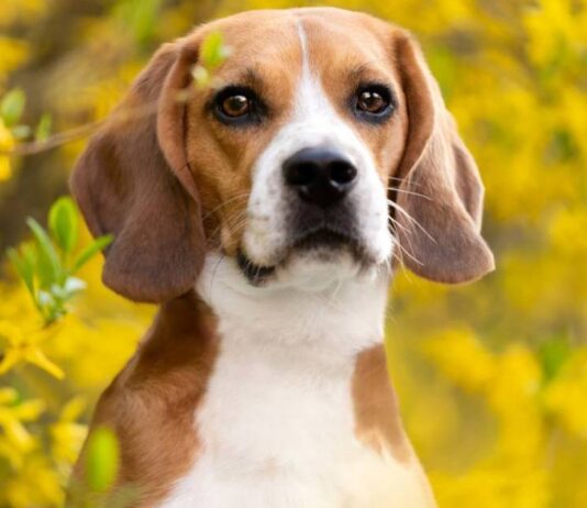 Heartwarming: 325 Ridglan Farms Beagles Rescued and Thriving at Big Dog Ranch Rescue After Wisconsin Lab Shuts Down