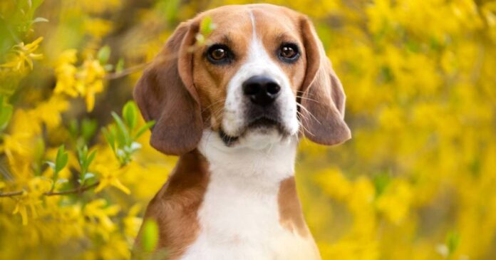 Ridglan-Farms-Beagles-Big-Dog-Ranch-Rescue.jpg