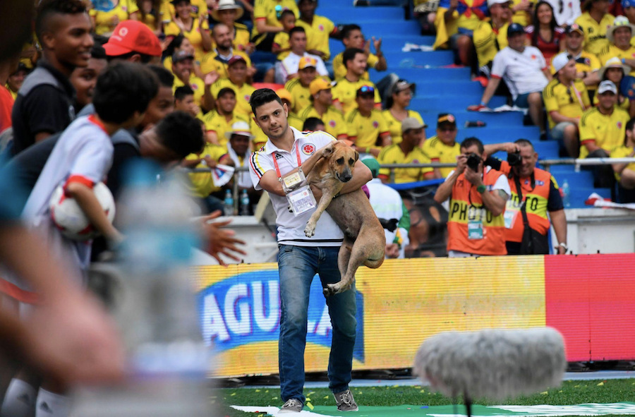 The Hidden Danger for Dog Owners Traveling to the 2026 World Cup