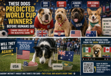 These Dogs Predicted World Cup Winners Before Humans Did: Canine Oracles of the Beautiful Game These Dogs Predicted World Cup Winners Before Humans Did: Canine Oracles of the Beautiful Game