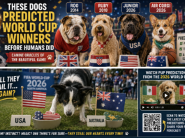 These Dogs Predicted World Cup Winners Before Humans Did: Canine Oracles of the Beautiful Game These Dogs Predicted World Cup Winners Before Humans Did: Canine Oracles of the Beautiful Game