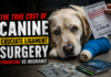 The True Cost of Canine Cruciate Ligament Surgery: Financing vs Insurance The True Cost of Canine Cruciate Ligament Surgery - Financing vs Insurance