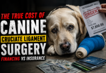 The True Cost of Canine Cruciate Ligament Surgery: Financing vs Insurance The True Cost of Canine Cruciate Ligament Surgery - Financing vs Insurance