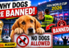 Why Dogs Are BANNED From 2026 World Cup Stadiums Why Dogs Are BANNED From 2026 World Cup Stadiums
