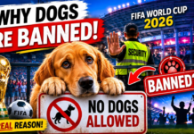 Why Dogs Are BANNED From 2026 World Cup Stadiums Why Dogs Are BANNED From 2026 World Cup Stadiums