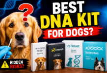 DNA Testing for Dogs: Which Kit Offers the Best Genetic Health Screening? DNA Testing for Dogs