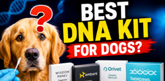 DNA Testing for Dogs: Which Kit Offers the Best Genetic Health Screening? DNA Testing for Dogs