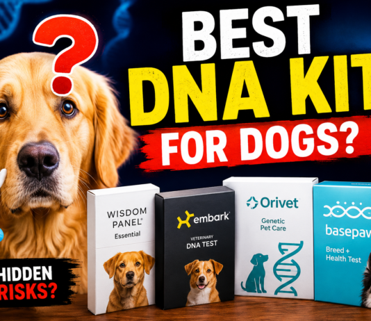 DNA Testing for Dogs: Which Kit Offers the Best Genetic Health Screening? DNA Testing for Dogs