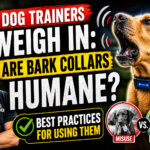 Veterinarians Share: Top Recommendations for Pet GPS Trackers & Safety Collars Dog Trainers Weigh In - Are Bark Collars Humane?