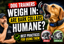 Dog Trainers Weigh In: Are Bark Collars Humane? Best Practices for Using Them Dog Trainers Weigh In - Are Bark Collars Humane?