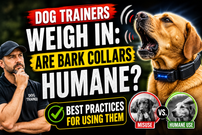 Dog Trainers Weigh In - Are Bark Collars Humane? Dog Trainers Weigh In - Are Bark Collars Humane?