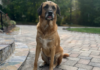 Flying Internationally With Your Dog: What to Know Before You Book Top Recommendations for Pet GPS Trackers & Safety Collars